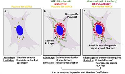 Frontiers | Mitochondria Endoplasmic Reticulum Contact Sites (MERCs ...